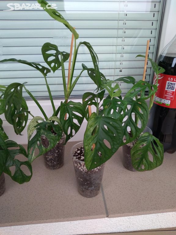 Monstera adansonii revert