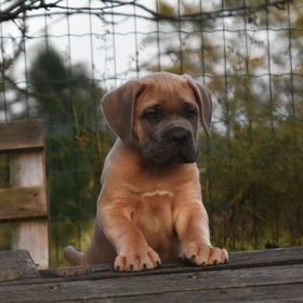 Obrázek k inzerátu: Cane corso s PP