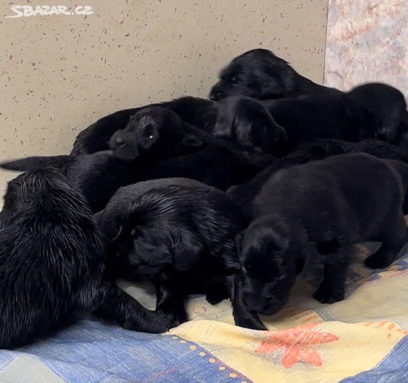 Flat coated retriever s PP k rezervaci