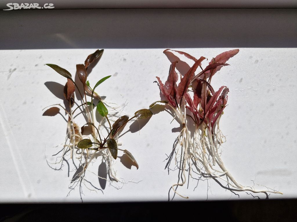 Cryptocoryne sp.Red Mi Oya + Flamingo