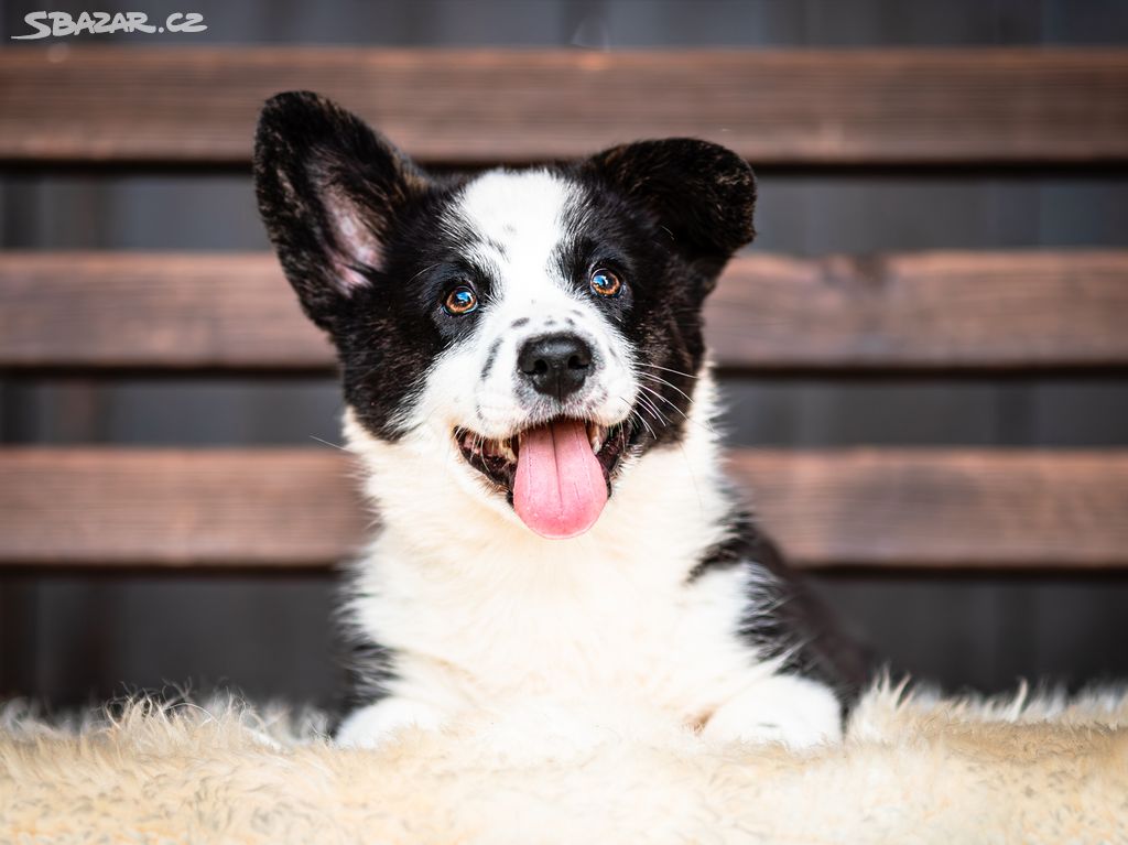 Pejsci welsh corgi cardigan s PP