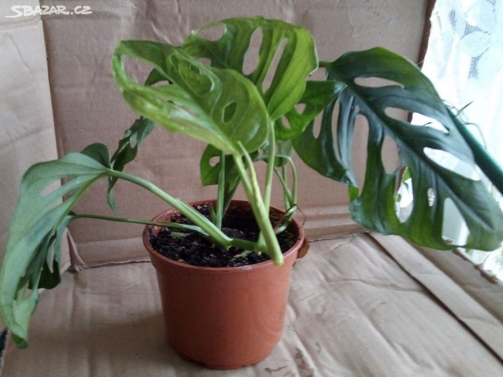 2x pokojová Monstera Monkey Leaf