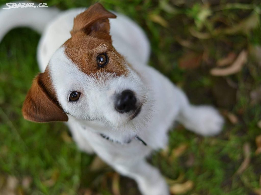 Štěňátka Jack Russel teriér s PP