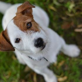 Obrázek k inzerátu: Štěňátka Jack Russel teriér s PP