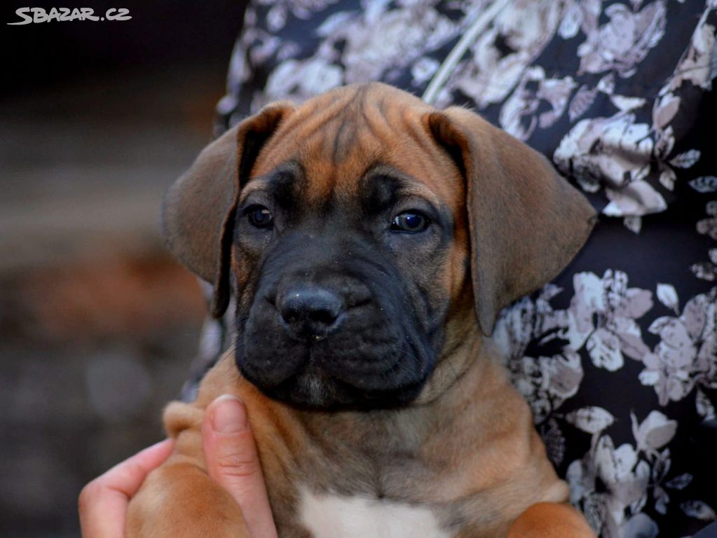 Rezervace na štěňátka plemene Boerboel s PP