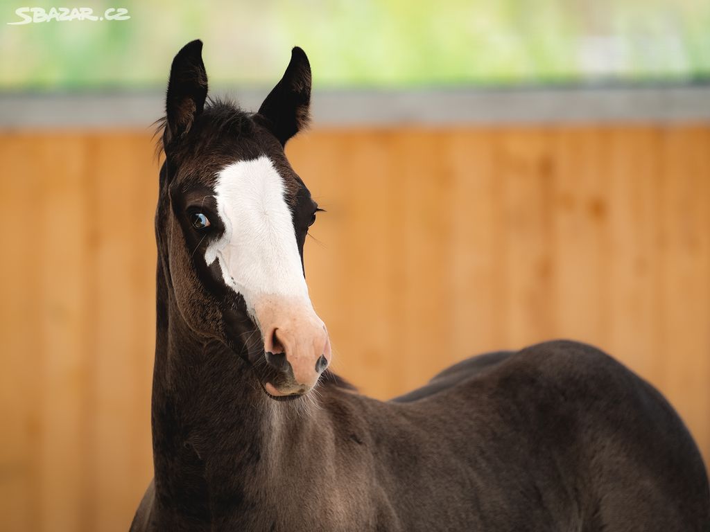 Letošní Quarter Horse black klisna, vnučka Gunnera