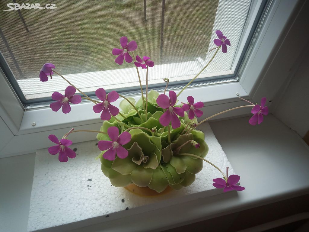 Pinguicula moranensis - Tučnice ocasatá-masožravka