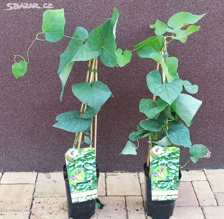 Podražec velkolistý (Aristolochia macrophylla)60cm