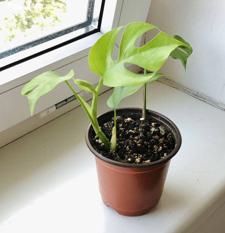 monstera minima/ Tetrasperma Rhaphidophora