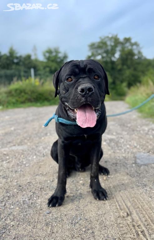 HADES - kříženec Cane Corso 50 kg, 15 měsíců