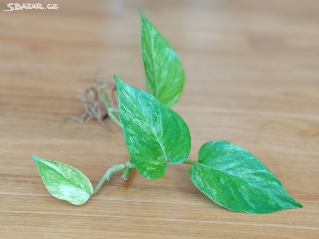 Epipremnum Marble Queen