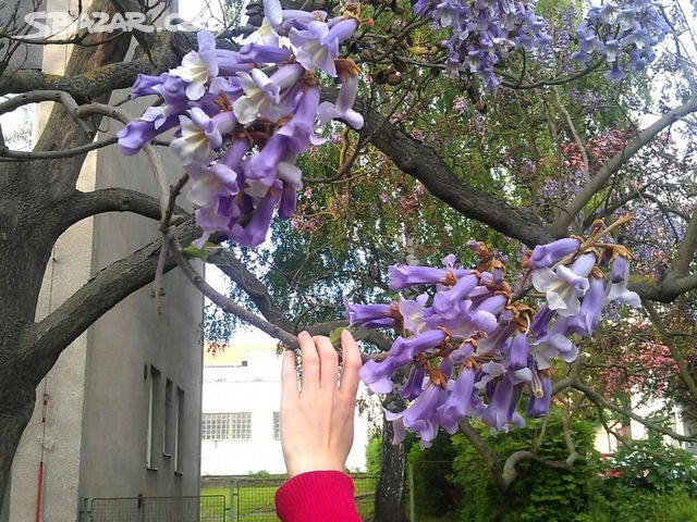 Paulownia Prodej