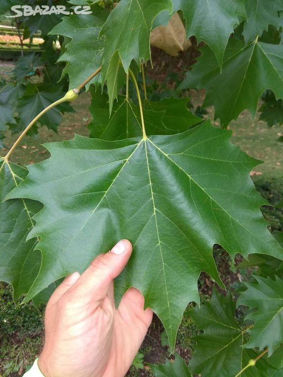 Platan javorolistý (Platanus x acerifolia) 40-50cm