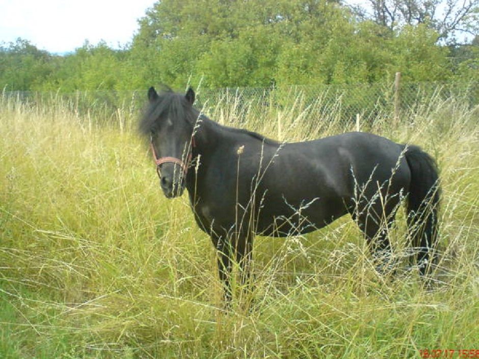 Český sportovní pony