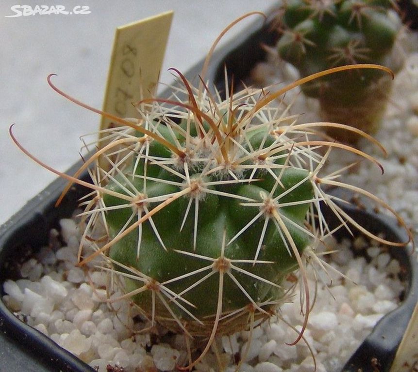 Kaktus Parodia axiosa-semena