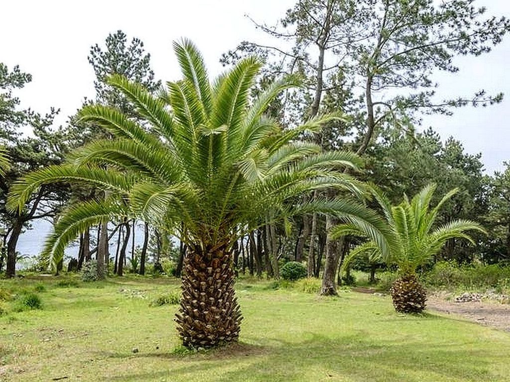 Palma Phoenix canariensis - obsahuje 1 sazenici