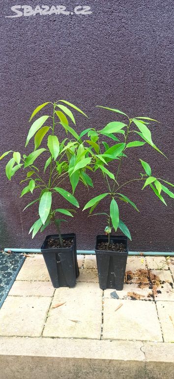Dub bambusový (Quercus myrsinaefolia) - 30 - 40 cm