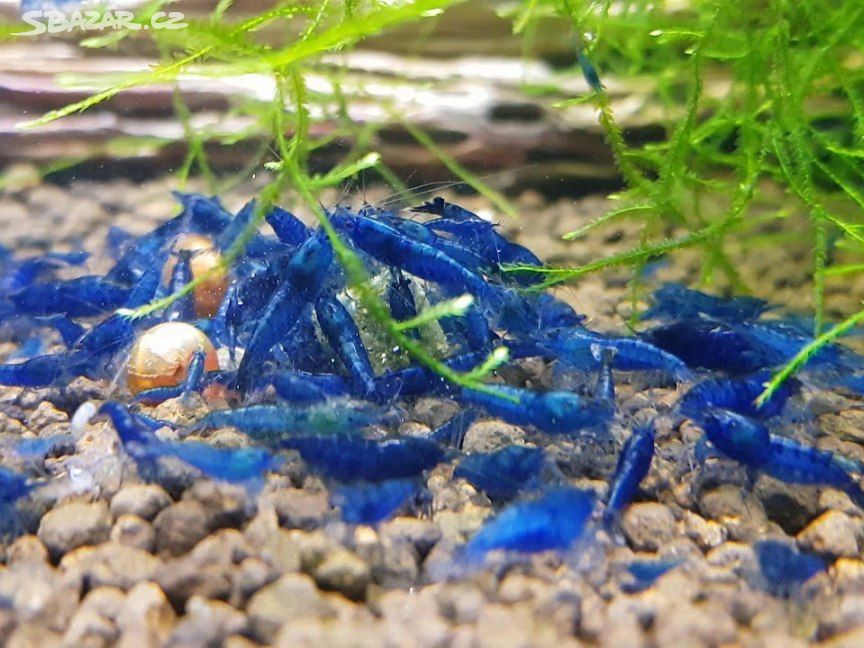 Krevetky-Blue diamond- Neocaridina Davidi