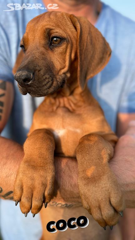 Štěně Rhodéský Ridgeback s PP