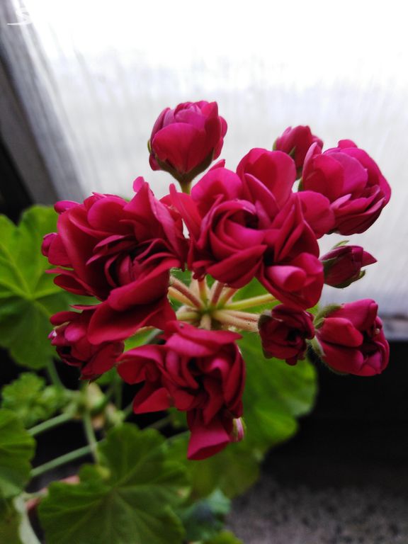 Pelargonie růžičkokvětá Ungarisk aplleblossom