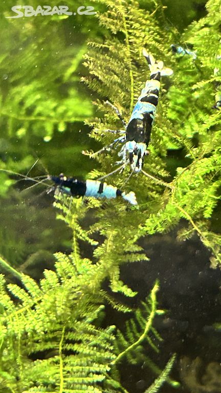 Krevetky caridina