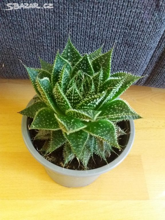 Aloe vera