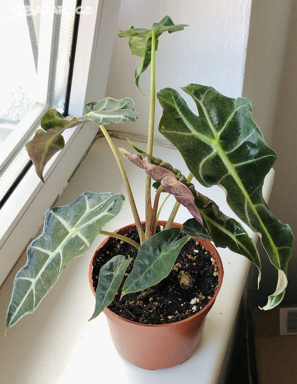 Alocasia amazonica Polly