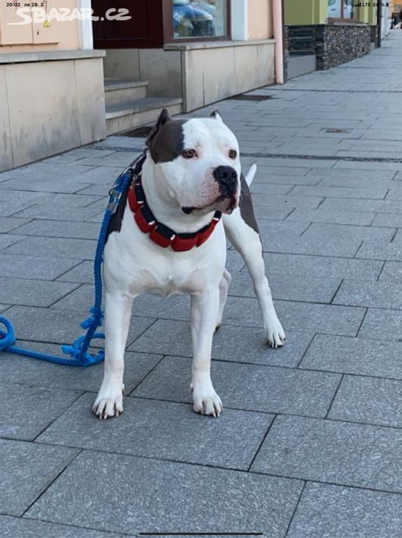 Krytí American Bully XL