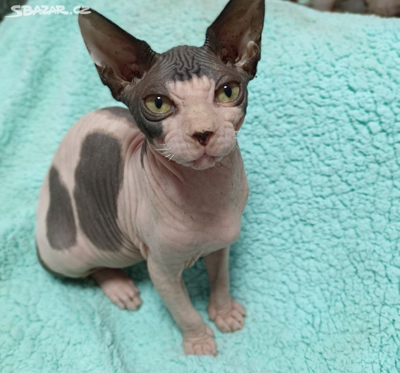 Kanadsky sphynx kocourek