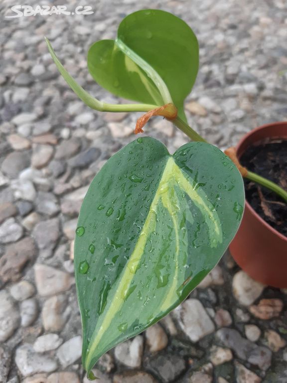 filodendron Brasil