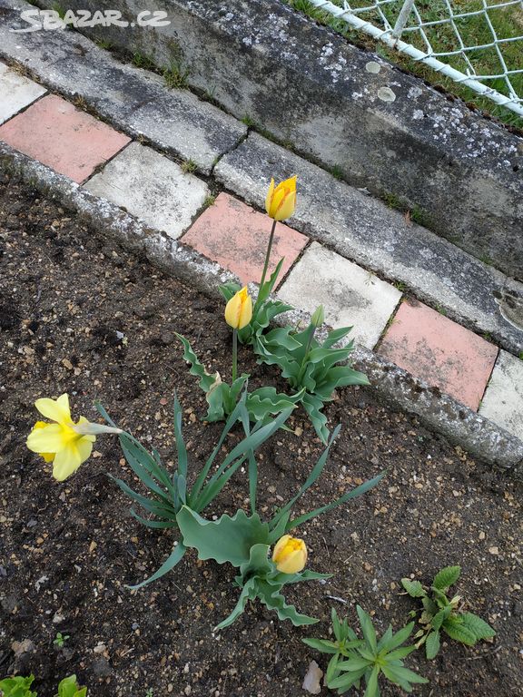 Cibule narcisu, tulipánů mix barev