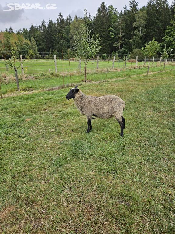 Prodám ovce Zwartbles a Romanovka