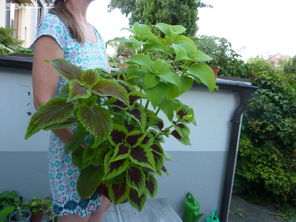 Africká kopřiva mix - coleus - pokojová rostlina