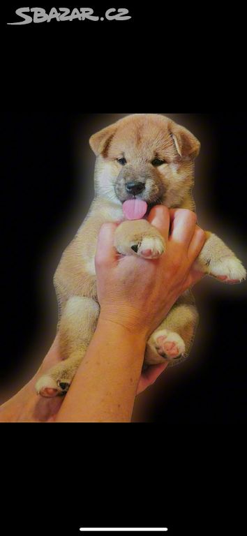 Shiba Inu štěňátka