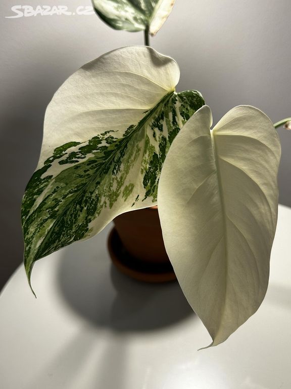 Monstera Albo Variegata (panašovaná rostlinka)