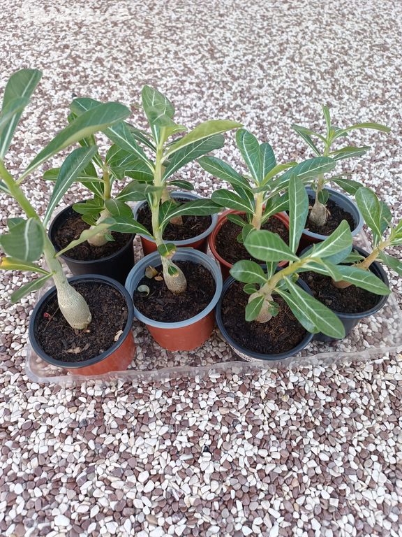 Semenáče adenium obesum