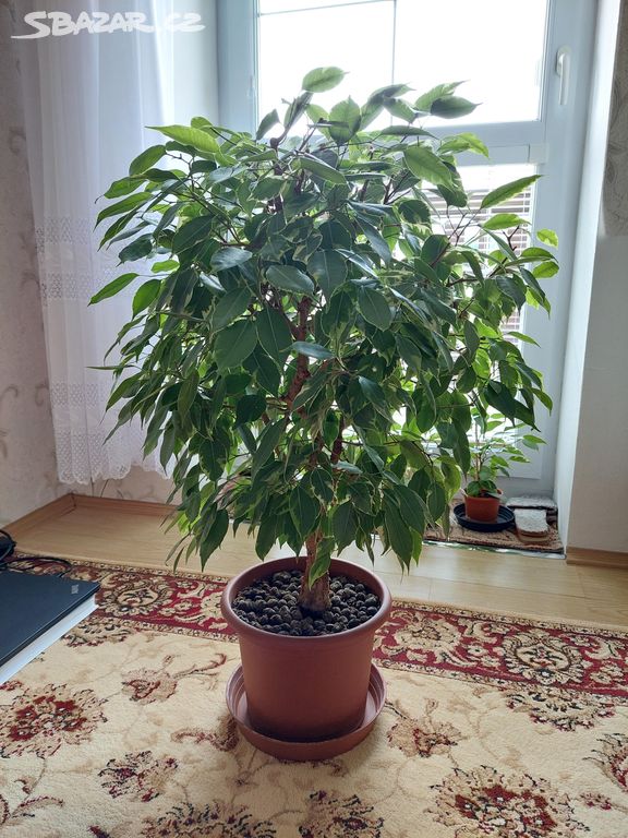 Fíkovník drobnolistý (Ficus Benjamina) - 85cm