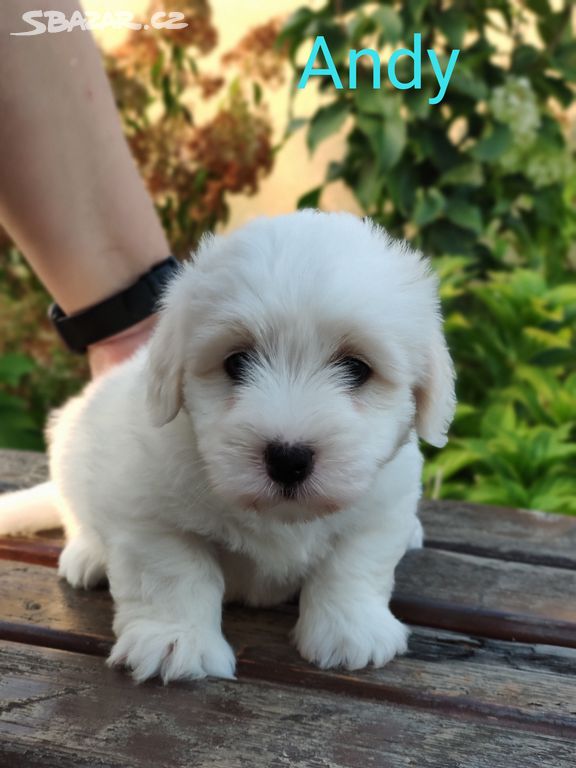 Štěňata Coton de tulear