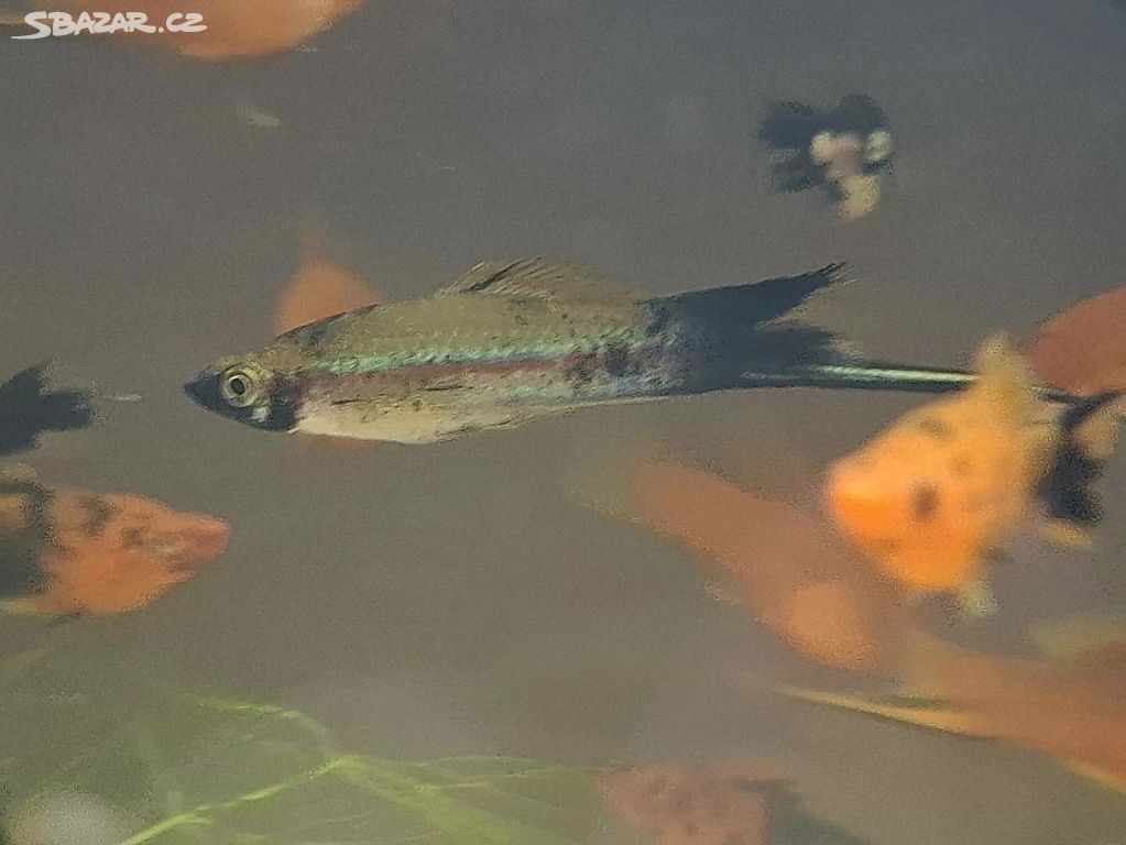 Mečovka mexická (xiphophorus helleri)