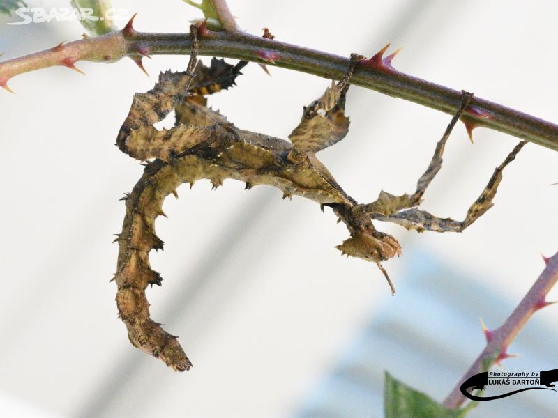 Strašilka australská - Extatosoma tiaratum