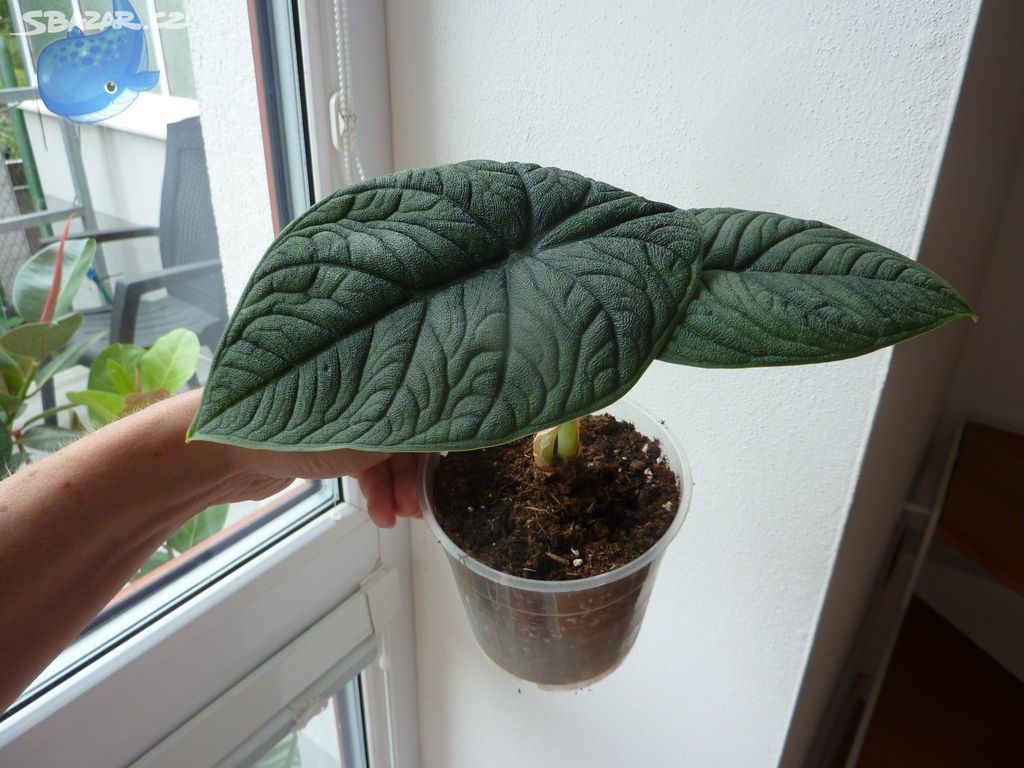 Alocasia alokazie - pokojová rostlina