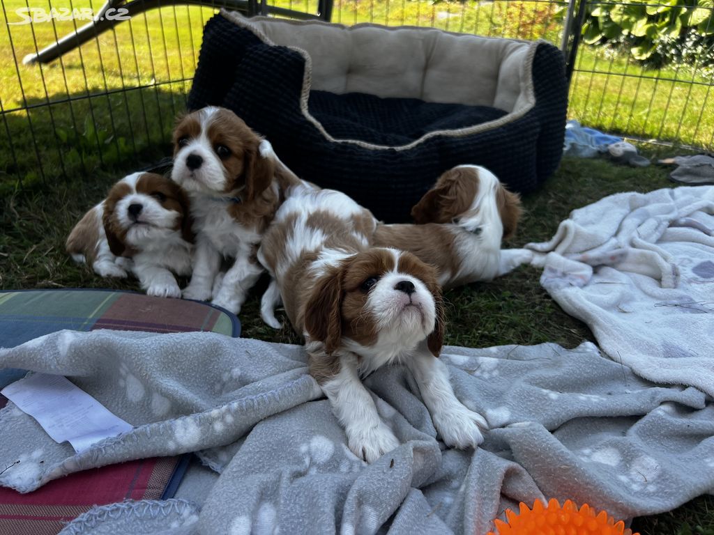 Štěňátka Cavalier King Charles Spaniel s PP