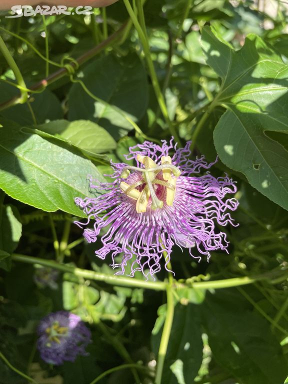 Mučenka pletní (Passiflora incarnata) do zahrady