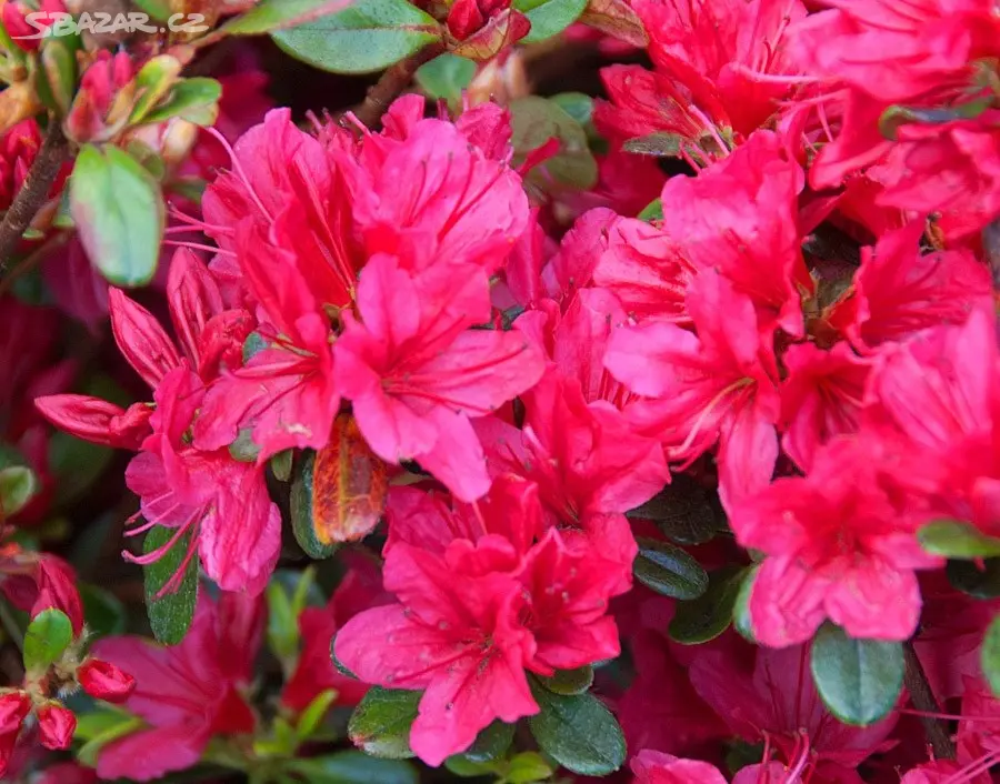 Azalea japonica 'Thierry Plant - 5Ltr Pot