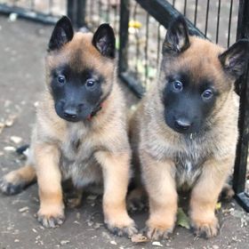 Obrázek k inzerátu: Belgický ovčák -Malinois, štěňata s PP