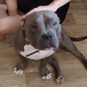 Obrázek k inzerátu: American Bully pocket s PP blue