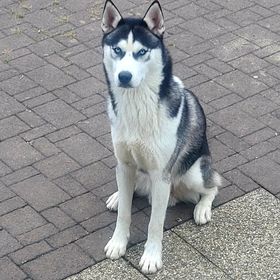 Obrázek k inzerátu: Husky