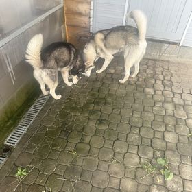 Obrázek k inzerátu: Husky