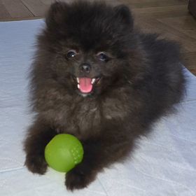 Obrázek k inzerátu: Pomeranian Volný