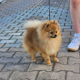 Obrázek k inzerátu: Pomeranian PP FCI